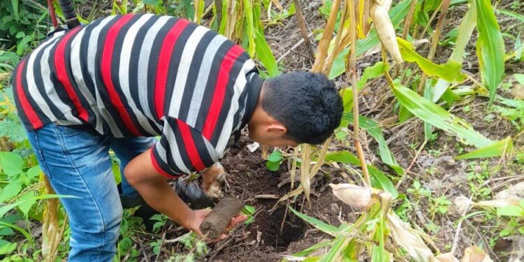 El Marn realizó jornadas de reforestación en El Progreso.