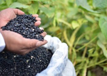 Más de 5 mil familias reciben semilla de frijol certificada