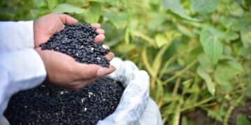 Más de 5 mil familias reciben semilla de frijol certificada