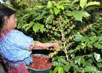 Conmemoran el Día Mundial de la Agricultura