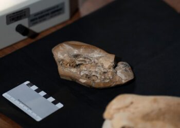 Hallan en Australia el corazón fósil más antiguo: 380 millones de años
