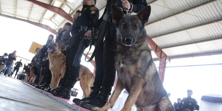 Gobierno de Estados Unidos entrega 22 agentes caninos a la PNC