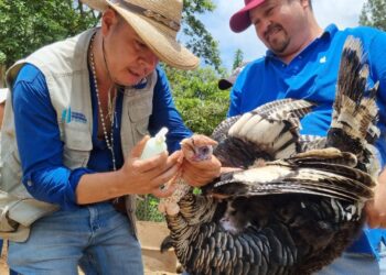 MAGA vela por sanidad aviar en San Antonio La Paz