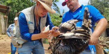 MAGA vela por sanidad aviar en San Antonio La Paz