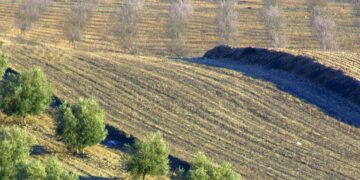 Temperatura del suelo puede predecir la propagación de una plaga