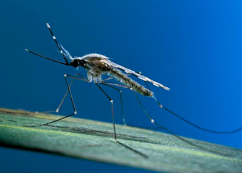 Mosquitos genéticamente modificados para no propagar la malaria