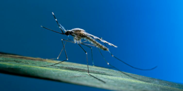 Mosquitos genéticamente modificados para no propagar la malaria