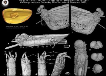 Hallan nuevo insecto que quedó atrapado en ámbar hace más de 35 millones de años