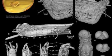 Hallan nuevo insecto que quedó atrapado en ámbar hace más de 35 millones de años