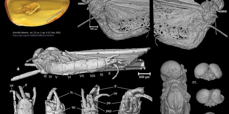 Hallan nuevo insecto que quedó atrapado en ámbar hace más de 35 millones de años