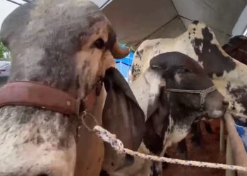 Segundo tianguis ganadero fortalece la economía de Petén