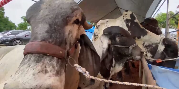 Segundo tianguis ganadero fortalece la economía de Petén