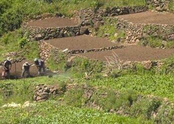 Estipendio Agropecuario llega a pequeños productores de Quetzaltenango