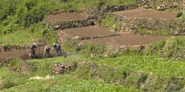 Estipendio Agropecuario llega a pequeños productores de Quetzaltenango