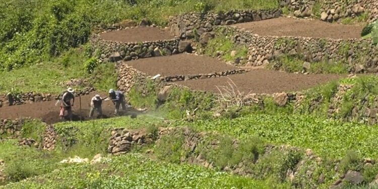 Estipendio Agropecuario llega a pequeños productores de Quetzaltenango