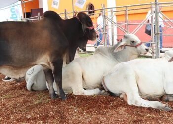 Segunda feria expoganadera de Petén concluye con éxito