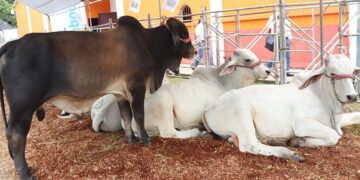 Segunda feria expoganadera de Petén concluye con éxito