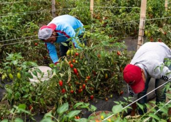 Huehuetenango busca fortalecer alianzas a favor de la seguridad alimentaria