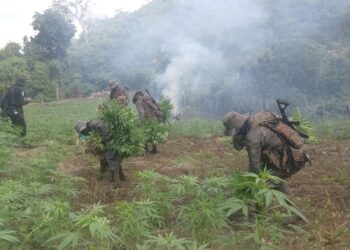 Erradican 168 mil matas de marihuana en Melchor de Mencos, Petén