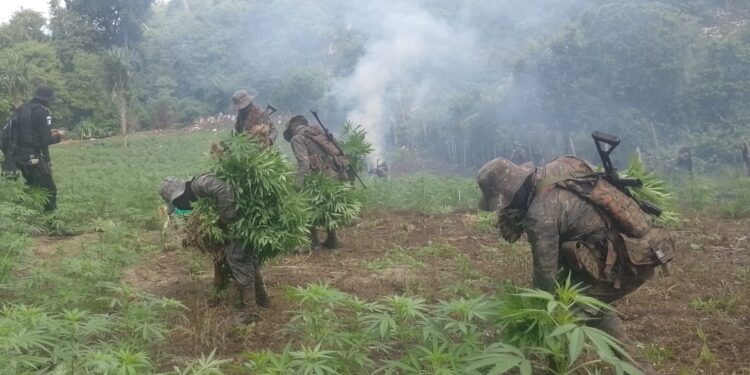 Erradican 168 mil matas de marihuana en Melchor de Mencos, Petén