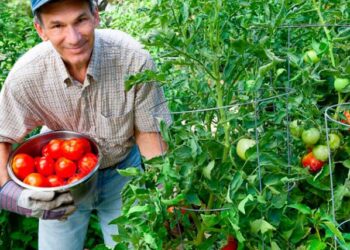 Guatemala conmemora al agricultor y empresario agrícola. /Foto: DCA