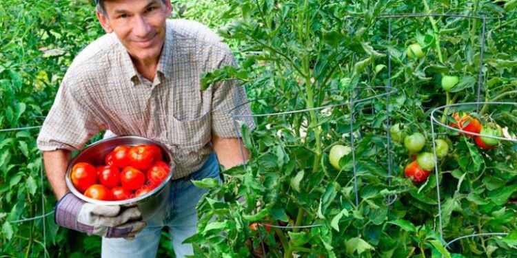 Guatemala conmemora al agricultor y empresario agrícola. /Foto: DCA