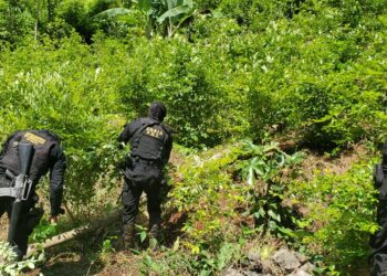 Erradicación de plantaciones en Alta Verapaz. /Foto: PNC