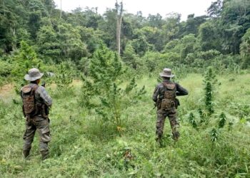 Fuerzas de tierra del Ejército localizan plantaciones de marihuana en Petén