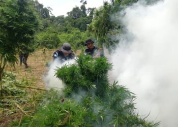 Destruyen plantas de marihuana con valor superior a 42 millones de quetzales
