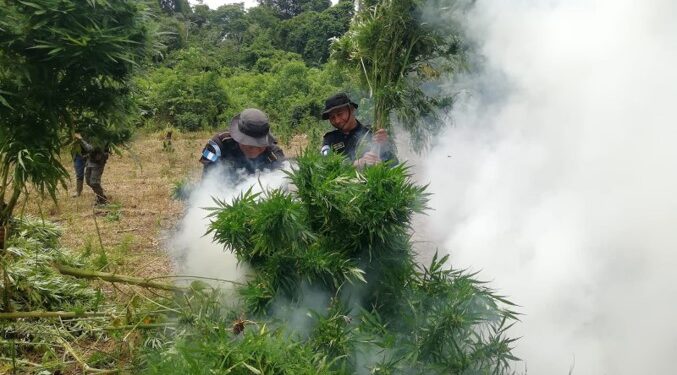 Destruyen plantas de marihuana con valor superior a 42 millones de quetzales