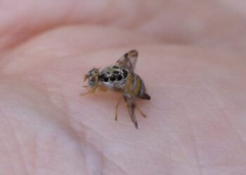 Aprueban ampliación de vigencia del programa de combate a la mosca del Mediterráneo