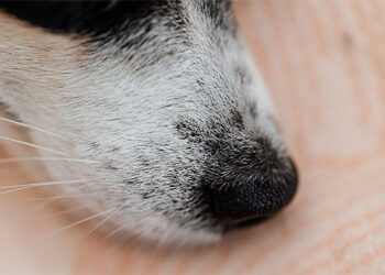 Los perros son capaces de oler el estrés de las personas