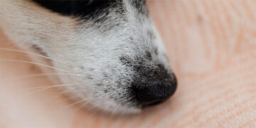 Los perros son capaces de oler el estrés de las personas