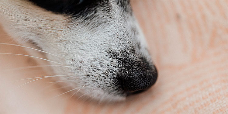 Los perros son capaces de oler el estrés de las personas