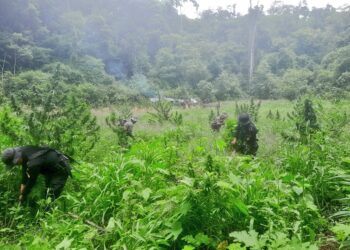 Erradican más de 112 mil plantas de marihuana en Petén