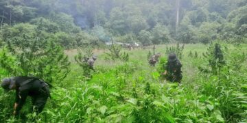 Erradican más de 112 mil plantas de marihuana en Petén