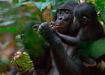 Cambio climático y deforestación pueden sacar a los primates de los árboles