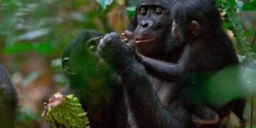 Cambio climático y deforestación pueden sacar a los primates de los árboles