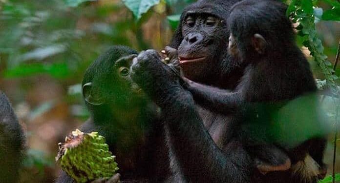 Cambio climático y deforestación pueden sacar a los primates de los árboles