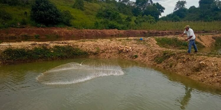MAGA fortalece acuicultura en Petén