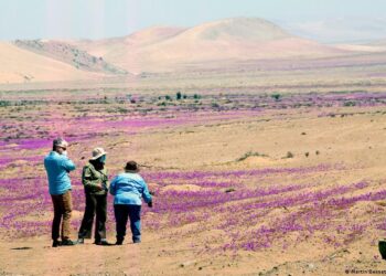 Desierto más árido del mundo, en el norte de Chile, vuelve a florecer