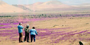Desierto más árido del mundo, en el norte de Chile, vuelve a florecer