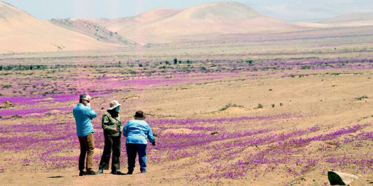 Desierto más árido del mundo, en el norte de Chile, vuelve a florecer