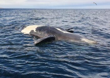 Suben a 14 las ballenas muertas en Argentina en poco más de una semana