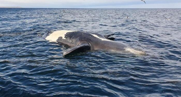 Suben a 14 las ballenas muertas en Argentina en poco más de una semana