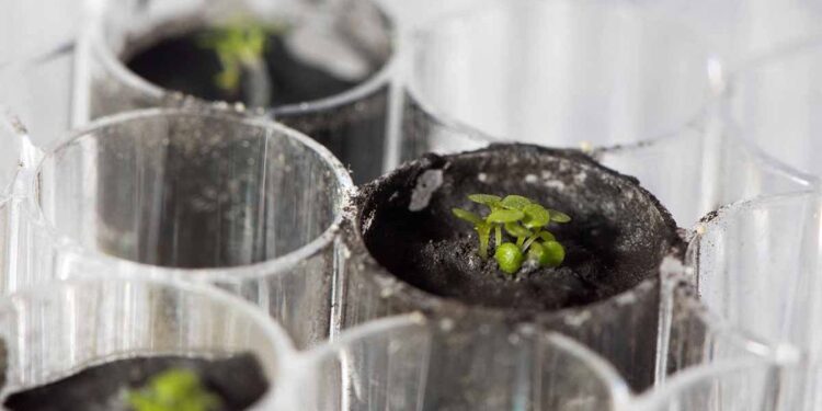 Científicos australianos buscan cultivar plantas en la Luna a partir de 2025