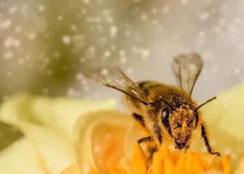 Abejas aumentan la carga eléctrica atmosférica