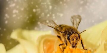 Abejas aumentan la carga eléctrica atmosférica
