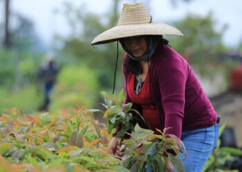 Proyectos productivos para el desarrollo de la mujer rural