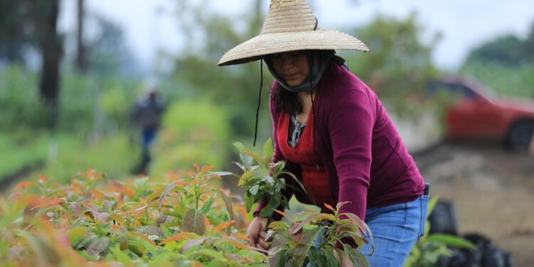 Proyectos productivos para el desarrollo de la mujer rural